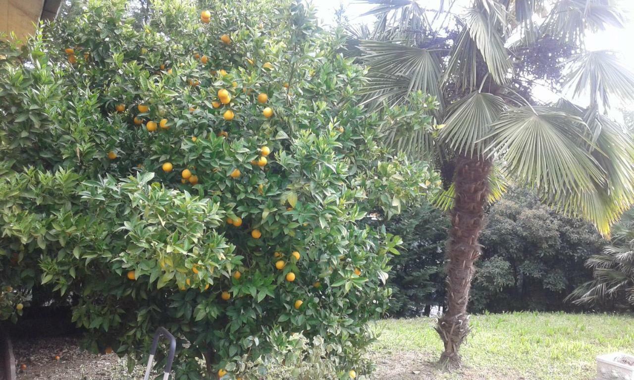 Bed and Breakfast Le Palme Chieti Esterno foto